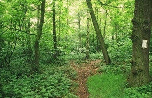 Woodland