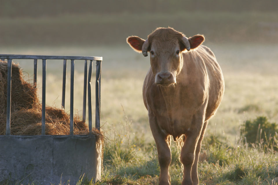 Environment Secretary publishes bill to strengthen animal welfare