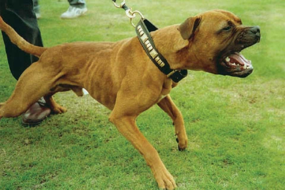 Dangerous dogs: Exempted Index fee increase