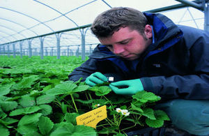 Plant Health inspector inspecting strawberry plants for signs of tarsonimid mite