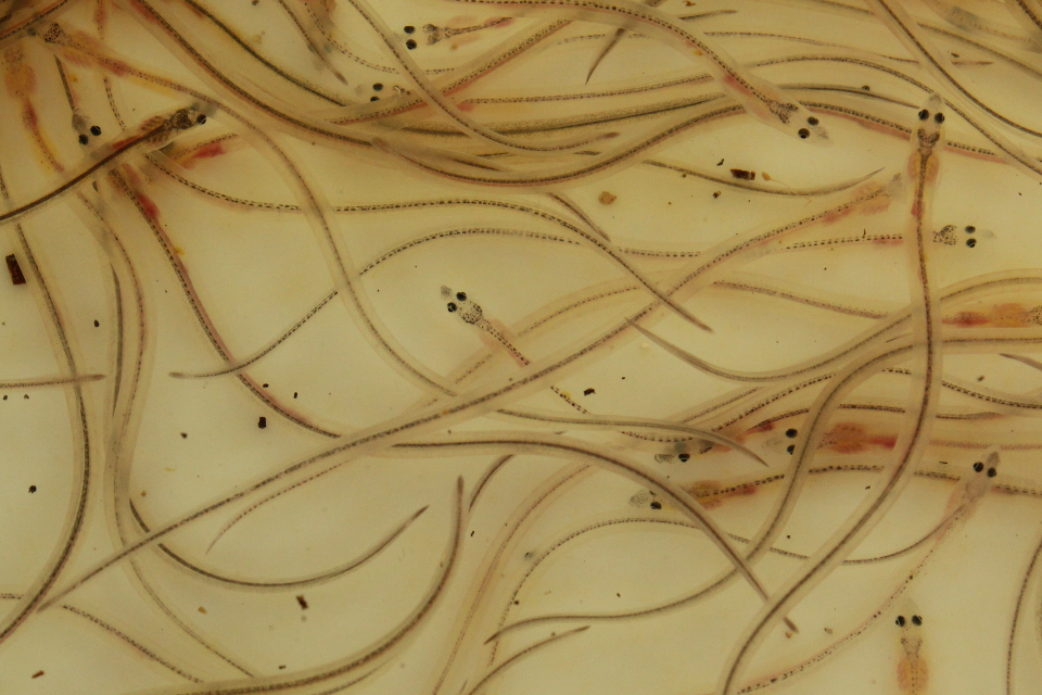 Elvermen asked to fish responsibly to help preserve eel stocks