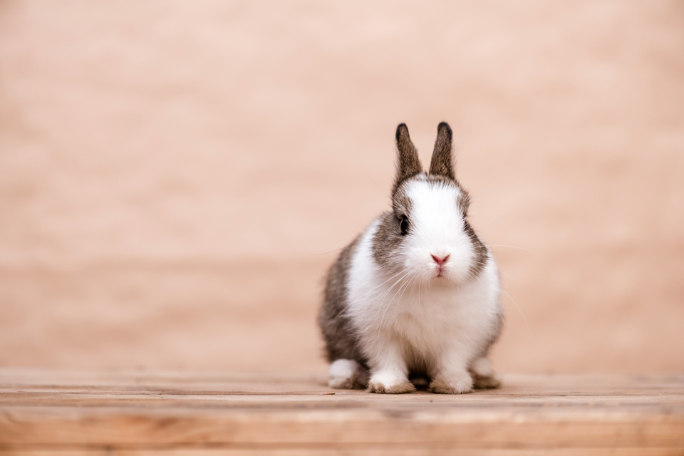 [Withdrawn] Rabbit haemorrhagic disease virus type 2: vaccines - GOV.UK