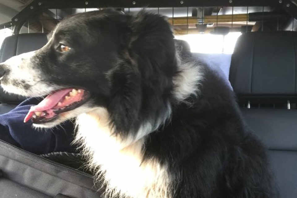 dog image 2