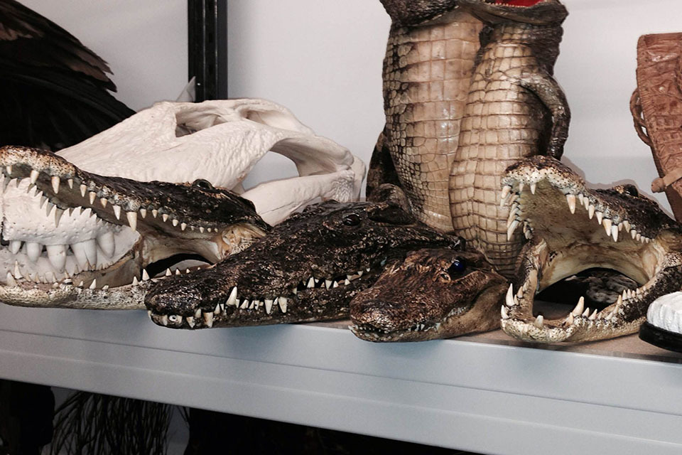Border Force clamps down on illegal trade in endangered species