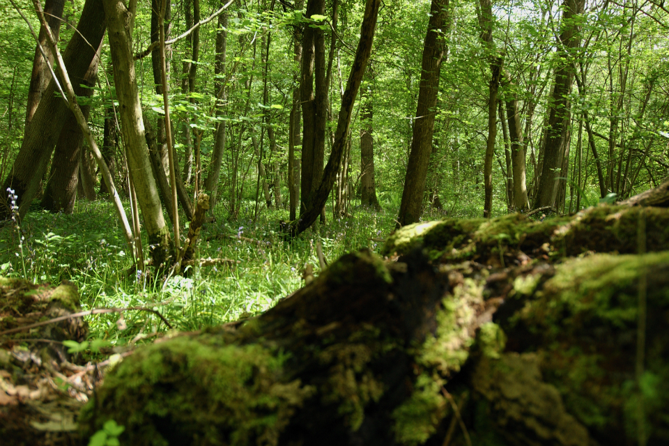 Plant biosecurity strategy nears completion