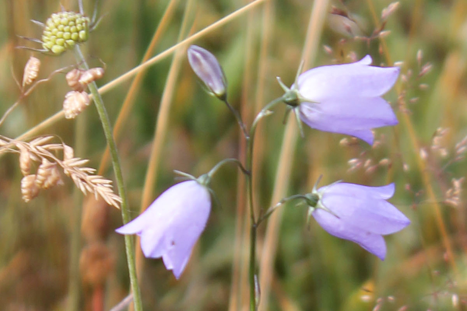 One in five vascular plant species are threatened with extinction