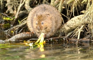Water Vole (Courtesy of Neil Cox)