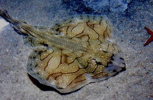 Undulate Ray Raja undulata