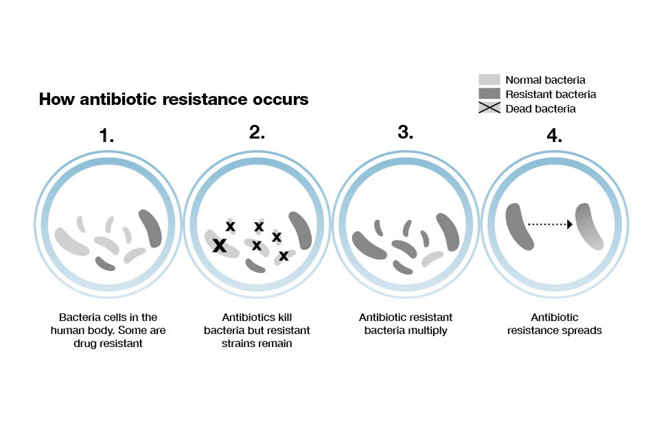 Infographic showing how antibiotic resistance occurs.
