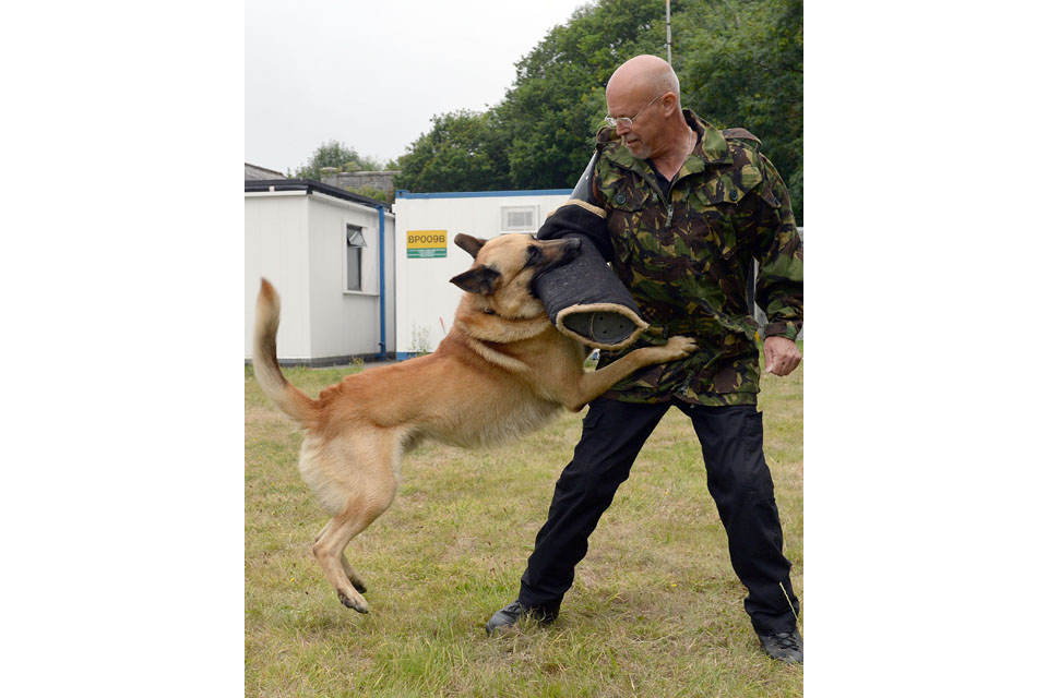 Belgian Shepherd dog attacks a handler