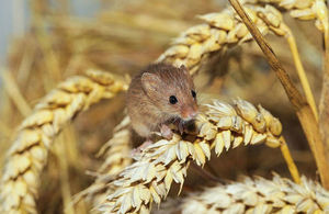 Harvest mouse