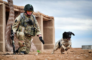 Military working dog Theo is put through his paces by handler Lance Corporal Liam Tasker at Camp Bastion, Helmand province, southern Afghanistan