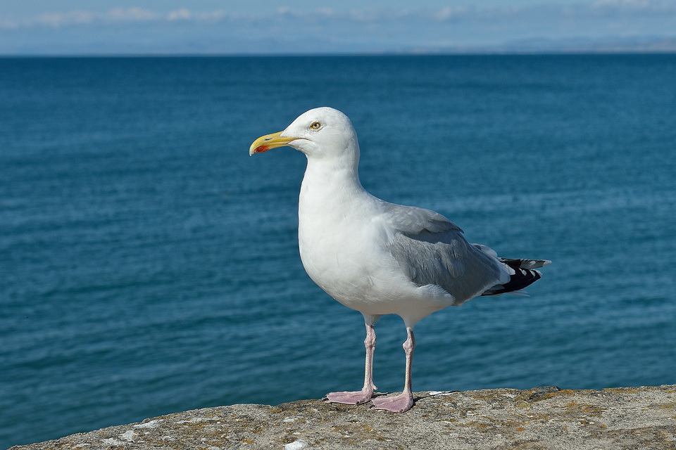 Advice on how to deal with problem gulls