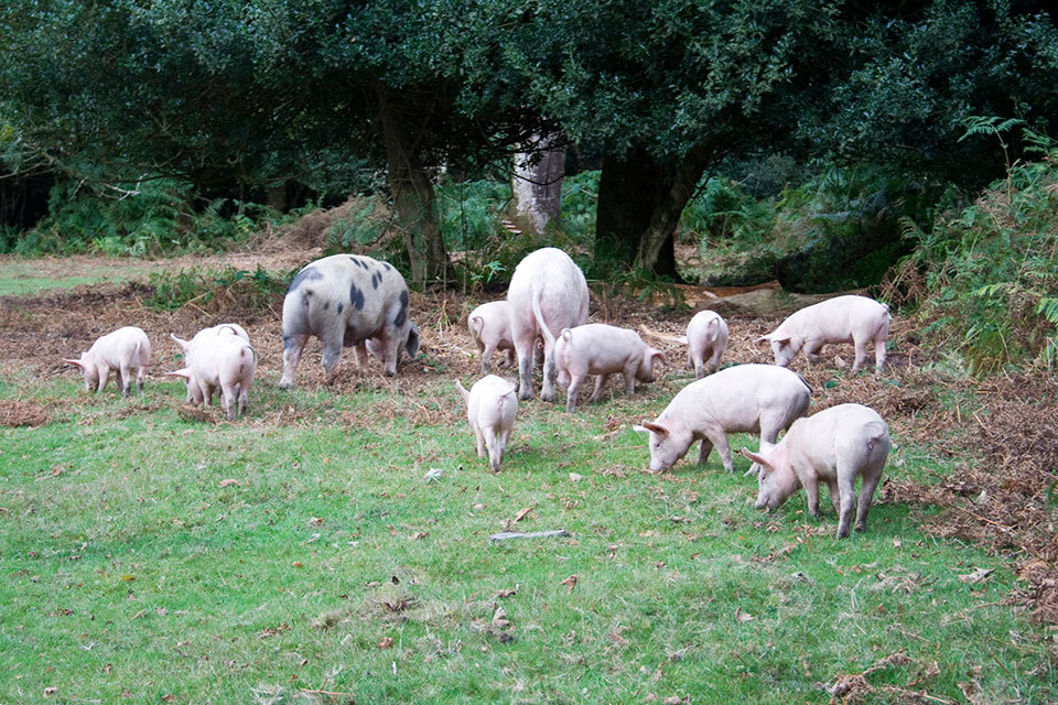 Porcine epidemic diarrhoea (PED) becomes notifiable disease in England