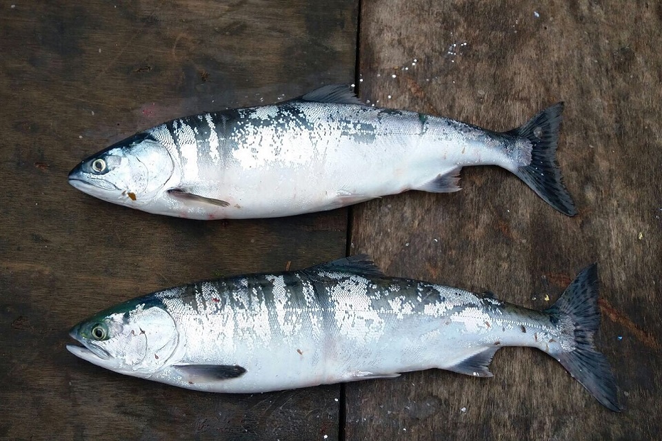 The non-native pink salmon