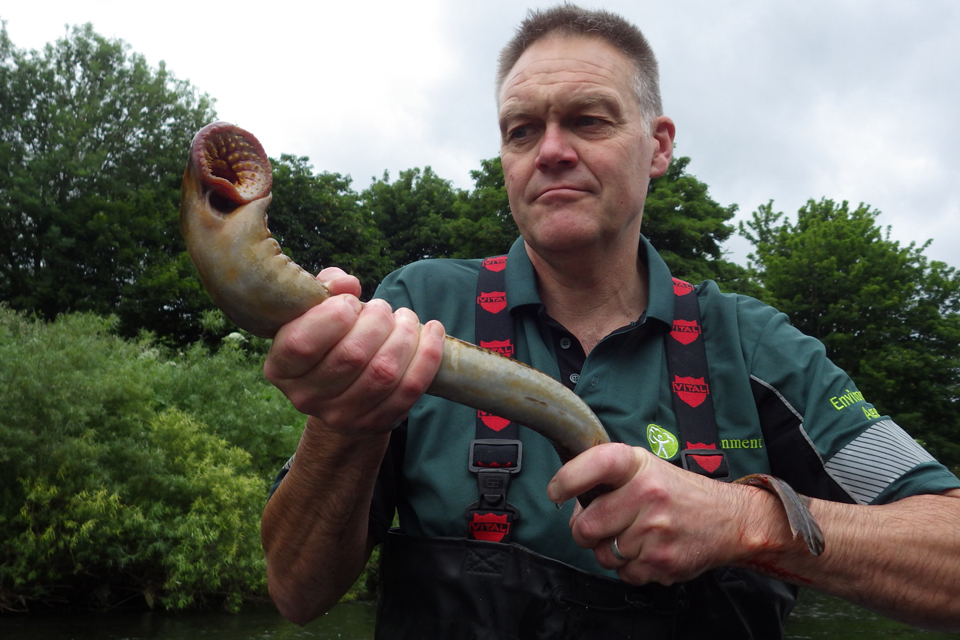 Prehistoric fish return to England’s rivers