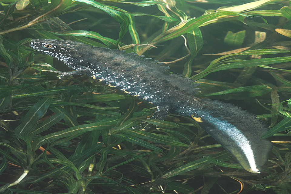 National roll-out of new approach to great crested newt licensing