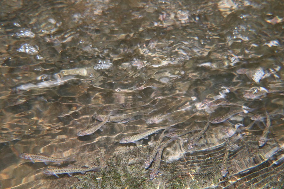 Fish stocks boost for North East rivers (June 2017)