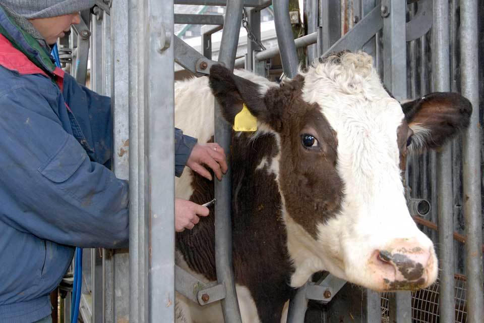 New cattle measures to help deliver TB freedom in England