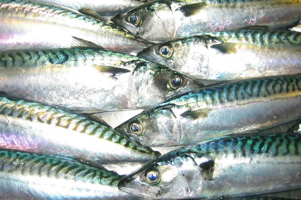 Mackerel and north sea fishing quotas agreement reached