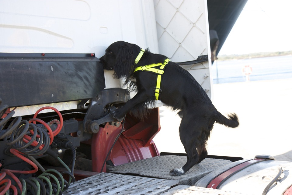 Hounding the bad guys – Border Force detector dogs