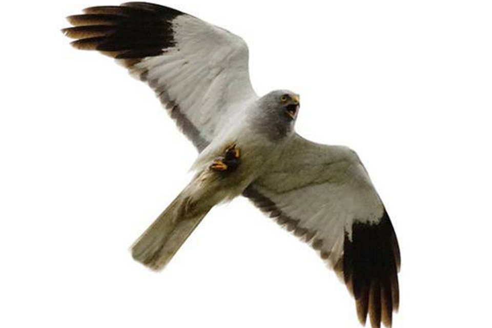 Missing Geltsdale hen harrier