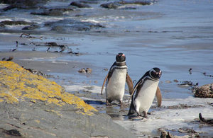 Penguins, Falklands