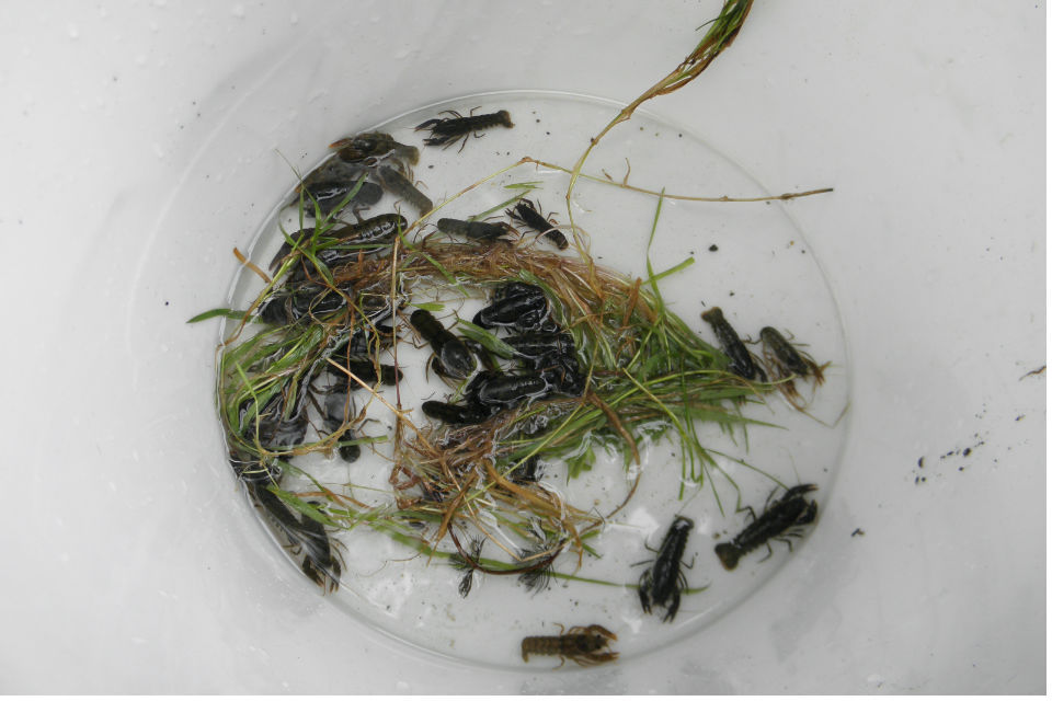 Safe ark for threatened Norfolk white clawed crayfish