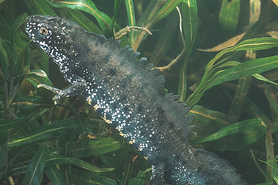 Wildlife licensing: new newt licence