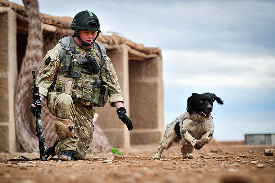 Hero dog Theo receives animals' Victoria Cross