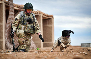 Military working dog Theo being put through his paces by handler Lance Corporal Liam Tasker at Camp Bastion, Helmand province, southern Afghanistan