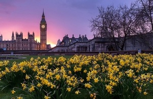 Westminster and Daffodils