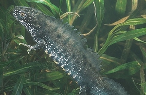 Great crested newt