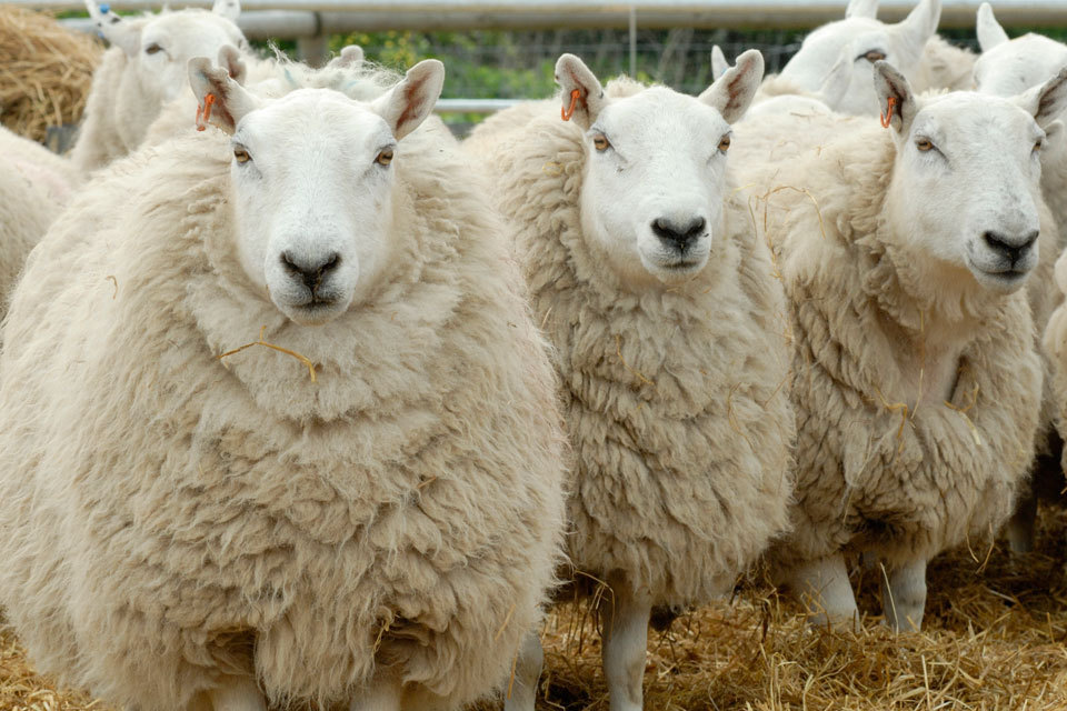 CAP boost for moorland