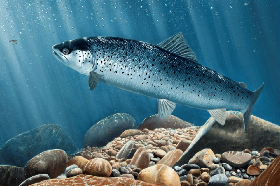 Sea trout return to the River Leven after a century of absence