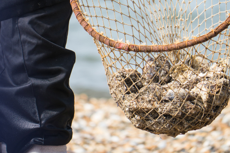 Independent report on Kent Oyster Farm published