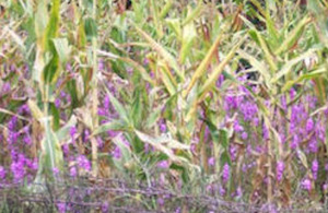 Striga infested maize farm in western Kenya.