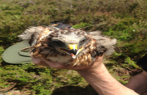 Hen harrier Mick