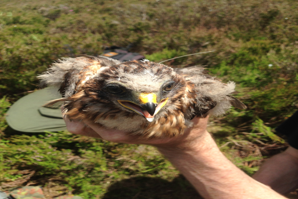 Appeal after hen harrier disappears on North Yorkshire moorland