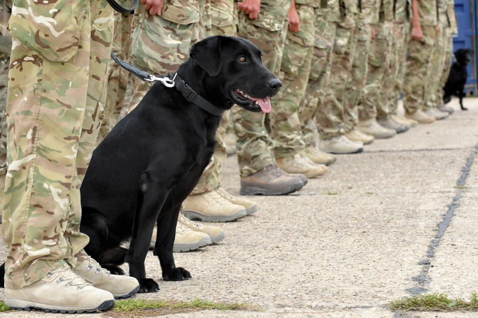 Working dog unit returns from Afghanistan