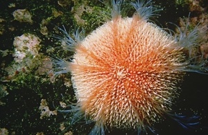 Sea urchin