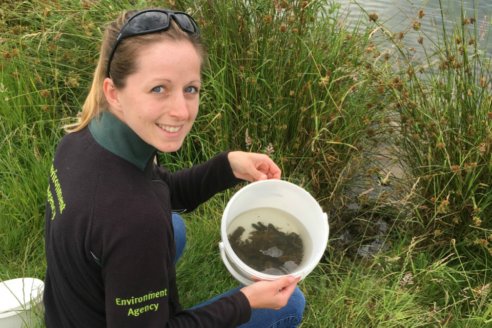 Threatened native species finds safety in Lincolnshire
