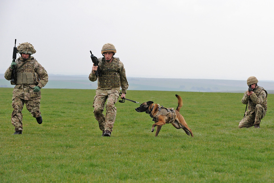 Military working dogs demonstration
