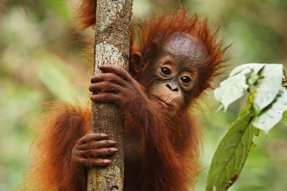 Ethical palm oil rise protects endangered orang utans