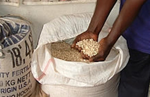 Seeds. Small and medium-sized seed companies are supported by SODP