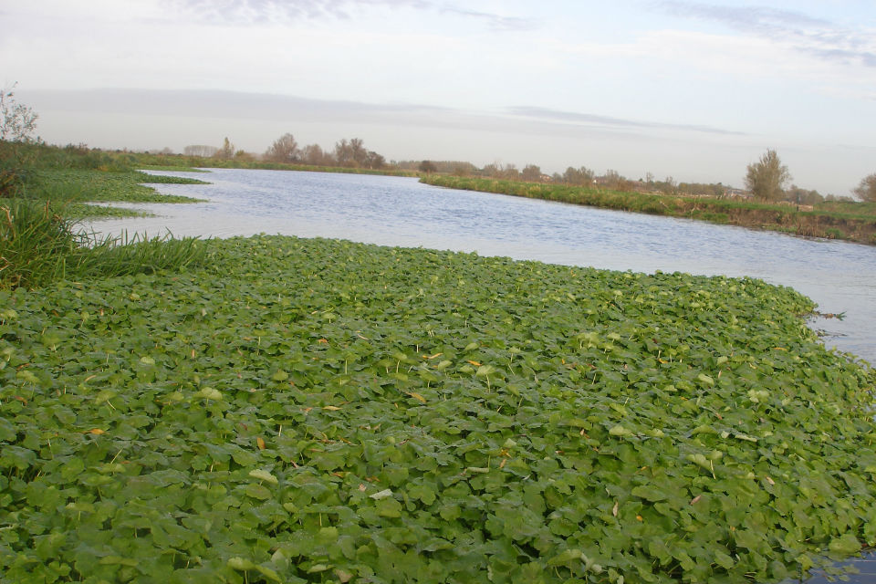 Weeding out non native invasive species in Cambridgeshire
