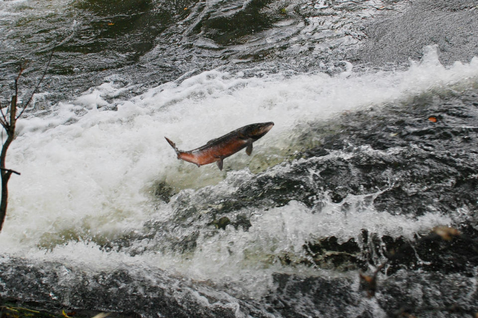 Worm bait returns for trial period at Exmoor fishery