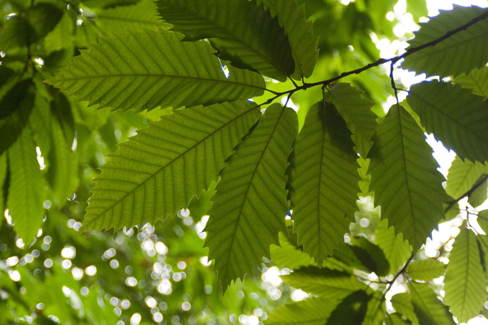 New portal to unlock the power of data to tackle plant health threats