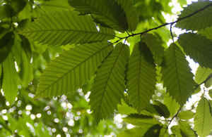 Leaves of a Sweet Chestnut Tree
