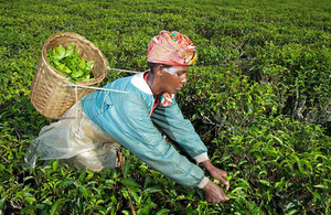 Photograph of tea picker